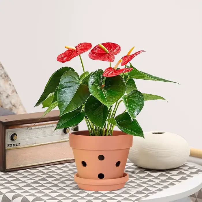 Pots d'orchidées en terre cuite de 4 pouces, 6 pièces, avec trous et soucoupes, Pots de jardinière d'orchidées pour repottage, Pot de fleur de plantes