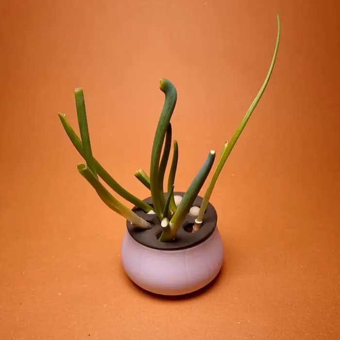 Pots à fleurs pour oignons verts, pots pour plantes, graines hydroponiques, mini pots en plastique, système de culture hydroponique pour la maison et la cuisine, pots et jardinières de jardin