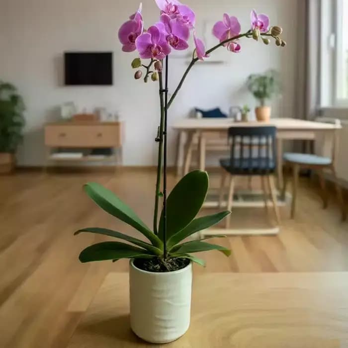 Pot de fleurs en céramique imitation, forme vague simple, jardinière minimaliste pour orchidées et plantes vertes, décoration intérieure