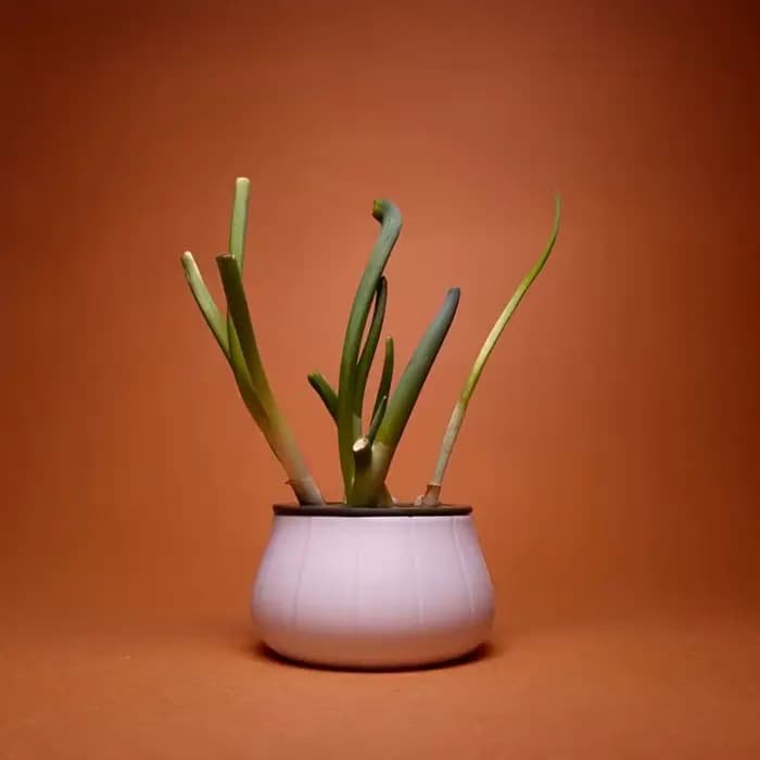Pots à fleurs pour oignons verts, pots pour plantes, graines hydroponiques, mini pots en plastique, système de culture hydroponique pour la maison et la cuisine, pots et jardinières de jardin